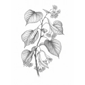 Linde (blad & bloem)