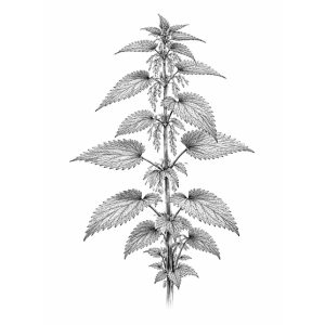 Brandnetel