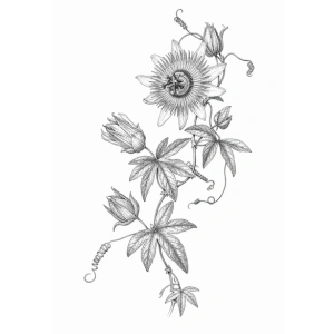 Passiebloem