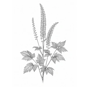 Zilverkaars